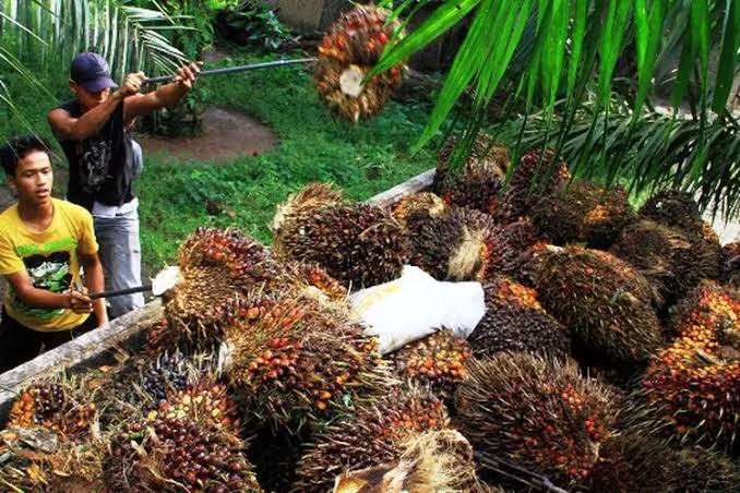 Ilustrasi harga untuk TBS petani mitra swadaya juga naik (foto/int)